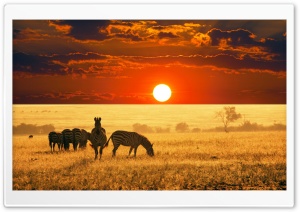 Herd Of Zebras Ultra HD Wallpaper for 4K UHD Widescreen desktop, tablet & smartphone