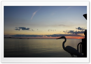 Heron. Ultra HD Wallpaper for 4K UHD Widescreen desktop, tablet & smartphone
