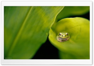 Hi Friend Ultra HD Wallpaper for 4K UHD Widescreen desktop, tablet & smartphone