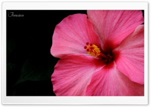 Hibiscus Ultra HD Wallpaper for 4K UHD Widescreen desktop, tablet & smartphone