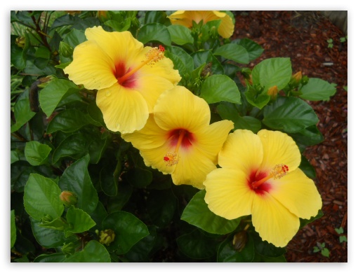 Hibiscus UltraHD Wallpaper for Fullscreen 4:3 ;