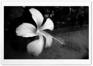 Hibiscus Black And White Ultra HD Wallpaper for 4K UHD Widescreen desktop, tablet & smartphone