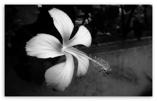 Hibiscus Black And White UltraHD Wallpaper for HD 16:9 ; Widescreen 16:10 5:3 ; Fullscreen 4:3 5:4 3:2 ; Tablet 1:1 ;