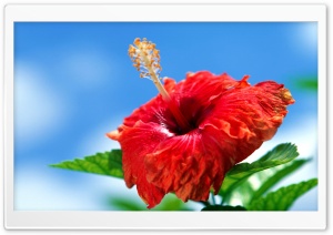 Hibiscus Flower Ultra HD Wallpaper for 4K UHD Widescreen desktop, tablet & smartphone