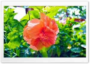 Hibiscus Flowers. Ultra HD Wallpaper for 4K UHD Widescreen desktop, tablet & smartphone
