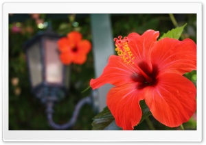 Hibiscus Flowers Ultra HD Wallpaper for 4K UHD Widescreen desktop, tablet & smartphone