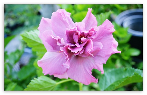 Hibiscus Flowers. UltraHD Wallpaper for UHD 16:9 2160p 1440p 1080p 900p 720p ; 8K UHD TV 16:9 Ultra High Definition 2160p 1440p 1080p 900p 720p ; Widescreen 16:10 5:3 WHXGA WQXGA WUXGA WXGA WGA ; Fullscreen 4:3 5:4 3:2 UXGA XGA SVGA QSXGA SXGA DVGA HVGA HQVGA ( Apple PowerBook G4 iPhone 4 3G 3GS iPod Touch ) ; Tablet 1:1 ;