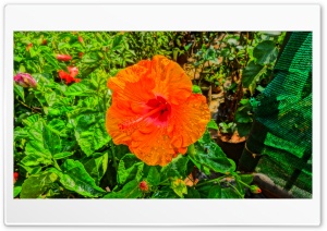 Hibiscus HDR Flower 4K UHD Wallpaper for Widescreen and UltraWide Desktop, UltraHD TV, Smartphone, Tablet