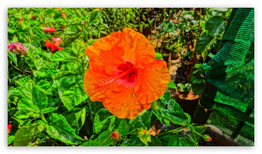 Hibiscus HDR Flower UltraHD Wallpaper for UHD 16:9 ; HD 16:9 ;