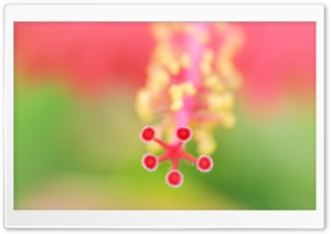 Hibiscus Pistil and Stamens Ultra HD Wallpaper for 4K UHD Widescreen desktop, tablet & smartphone