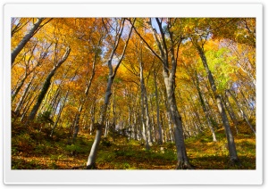 Hill Forest, Autumn Ultra HD Wallpaper for 4K UHD Widescreen desktop, tablet & smartphone