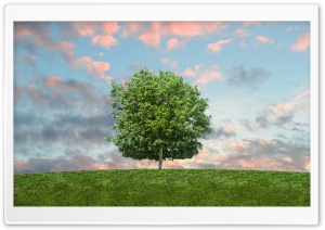 Hill Tree Ultra HD Wallpaper for 4K UHD Widescreen desktop, tablet & smartphone