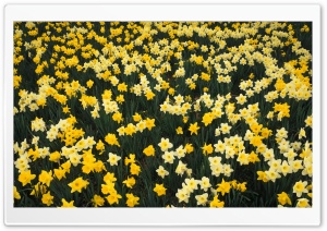 Hillside Of Daffodils Louisville Kentucky Ultra HD Wallpaper for 4K UHD Widescreen desktop, tablet & smartphone