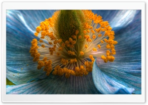 Himalayan Blue Poppy Macro Ultra HD Wallpaper for 4K UHD Widescreen desktop, tablet & smartphone