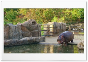 Hippopotamus in the zoo 4K UHD Wallpaper for Widescreen and UltraWide Desktop, UltraHD TV, Smartphone, Tablet