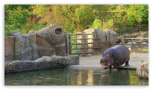 Download wallpaper 1366x768 hippo, hippopotamus, animal, underwater, eyes  tablet, laptop hd background
