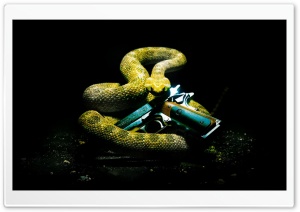 Hitman Absolution Rattlesnake HD Ultra HD Wallpaper for 4K UHD Widescreen desktop, tablet & smartphone