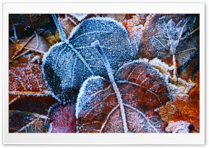 Hoar Frost Leaves Ultra HD Wallpaper for 4K UHD Widescreen desktop, tablet & smartphone