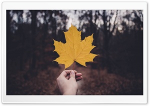 Holding Yellow Maple Leaf, Autumn Ultra HD Wallpaper for 4K UHD Widescreen desktop, tablet & smartphone