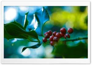 Holly And Berries Ultra HD Wallpaper for 4K UHD Widescreen desktop, tablet & smartphone