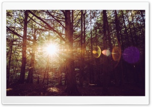 Holy Flare, Trees, Woods Ultra HD Wallpaper for 4K UHD Widescreen desktop, tablet & smartphone