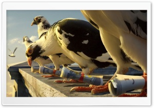 Homing Pigeons Ultra HD Wallpaper for 4K UHD Widescreen desktop, tablet & smartphone