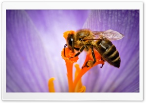 Honey Bee Ultra HD Wallpaper for 4K UHD Widescreen desktop, tablet & smartphone