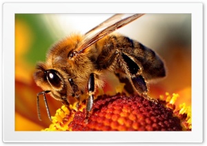 Honey bee Ultra HD Wallpaper for 4K UHD Widescreen desktop, tablet & smartphone
