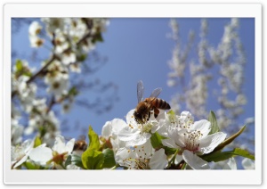 honey bee Ultra HD Wallpaper for 4K UHD Widescreen desktop, tablet & smartphone