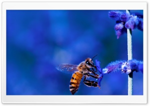 Honey Bee, Blue Lavender Flowers Ultra HD Wallpaper for 4K UHD Widescreen desktop, tablet & smartphone