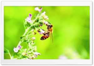 Honey Bee, Bright Green Background Ultra HD Wallpaper for 4K UHD Widescreen desktop, tablet & smartphone
