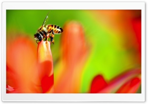 Honey Bee collecting Nectar from a Flower Ultra HD Wallpaper for 4K UHD Widescreen desktop, tablet & smartphone