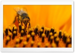 Honey Bee Collecting Pollen Ultra HD Wallpaper for 4K UHD Widescreen desktop, tablet & smartphone