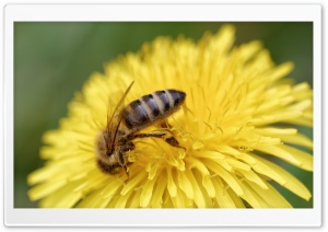 Honey Bee, Honigbiene Ultra HD Wallpaper for 4K UHD Widescreen desktop, tablet & smartphone