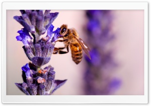Honey Bee, Lavender Ultra HD Wallpaper for 4K UHD Widescreen desktop, tablet & smartphone