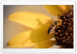 Honey Bee Pollinating Flowers Ultra HD Wallpaper for 4K UHD Widescreen desktop, tablet & smartphone