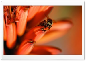 Honey Bee, Red Aloe Flower Ultra HD Wallpaper for 4K UHD Widescreen desktop, tablet & smartphone