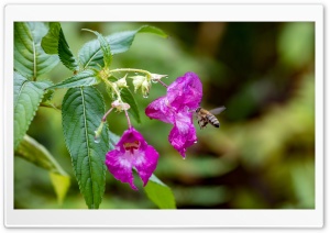Honeybee approach Ultra HD Wallpaper for 4K UHD Widescreen desktop, tablet & smartphone