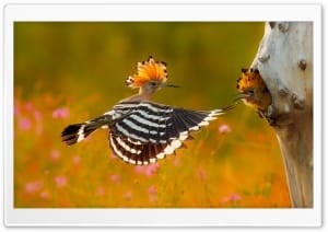 Hoopoe Flying to Nest with Chick Waiting 4K UHD Wallpaper for Widescreen and UltraWide Desktop, UltraHD TV, Smartphone, Tablet