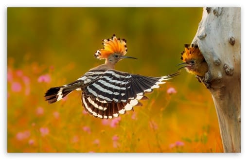 Hoopoe Flying to Nest with Chick Waiting UltraHD Wallpaper for UHD 16:9 ; HD 16:9 ; UltraWide 21:9 24:10 ; Widescreen 16:10 ;