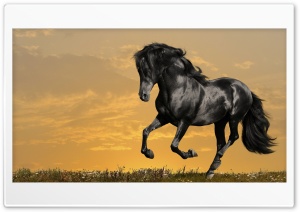 Horse16 Ultra HD Wallpaper for 4K UHD Widescreen desktop, tablet & smartphone