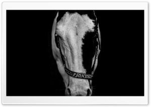 Horse Ultra HD Wallpaper for 4K UHD Widescreen desktop, tablet & smartphone