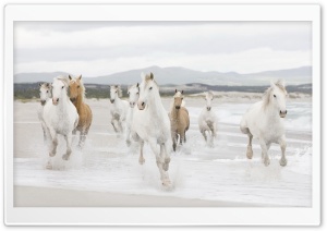 Horse 10 Ultra HD Wallpaper for 4K UHD Widescreen desktop, tablet & smartphone