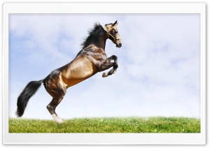 Horse 12 Ultra HD Wallpaper for 4K UHD Widescreen desktop, tablet & smartphone