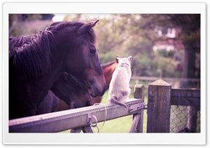 Horse Cat Friendship Ultra HD Wallpaper for 4K UHD Widescreen desktop, tablet & smartphone