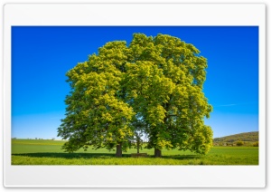 Horse Chestnut Tree Pair, Summer Landscape 4K UHD Wallpaper for Widescreen and UltraWide Desktop, UltraHD TV, Smartphone, Tablet