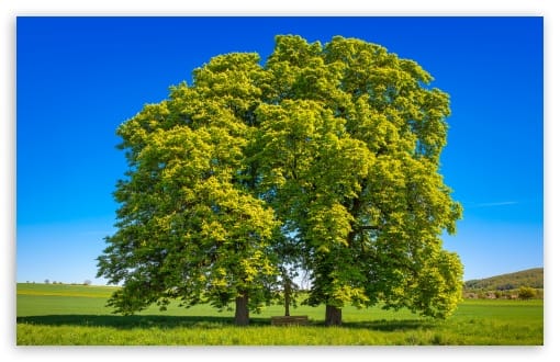 Horse Chestnut Tree Pair, Summer Landscape UltraHD Wallpaper for UHD 16:9 ; HD 16:9 ; UltraWide 21:9 24:10 ; Widescreen 16:10 ; Tablet 1:1 ; Mobile 9:16 9:19.5 9:20 9:21 9:22 ;