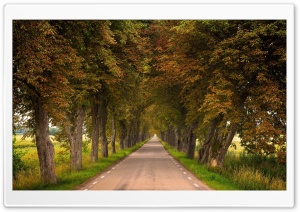 Horse Chestnut Trees along the Roadside Ultra HD Wallpaper for 4K UHD Widescreen Desktop, Lockscreen, Screensaver, TV, Tablet, Smartphone