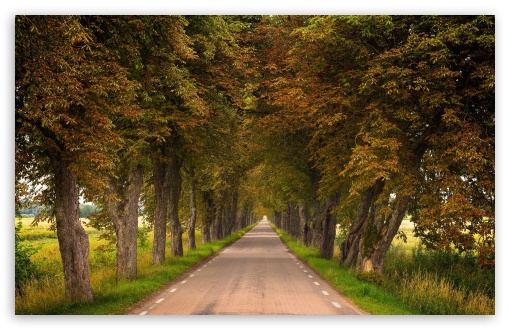 Horse Chestnut Trees along the Roadside UltraHD Wallpaper for HD 16:9 ; UltraWide 21:9 24:10 ; Widescreen 16:10 5:3 ; Fullscreen 4:3 5:4 3:2 ; Tablet 1:1 ; Mobile 9:16 9:19.5 9:20 10:16 2:3 3:5 3:4 ;