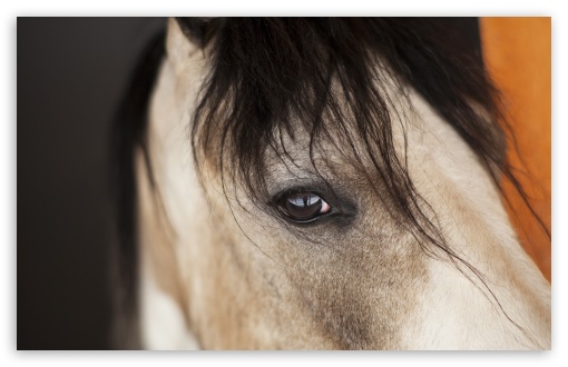 Horse Eye UltraHD Wallpaper for UHD 16:9 ; HD 16:9 ; UltraWide 21:9 24:10 ; Widescreen 16:10 5:3 ; Fullscreen 4:3 5:4 3:2 ; Tablet 1:1 ; Mobile 9:16 2:3 3:5 3:4 ;